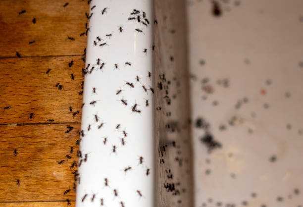 Best Best Pest Control Companies  in Forney, TX