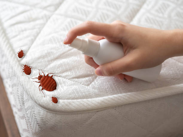 Best Pest Control Near Me in Forney, TX